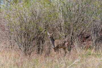 Urban White-tailed Deer In Spring