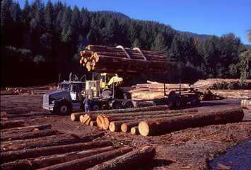 A load of logs is being lifted from a log truck placed in a log sorting area of a saw mill near...