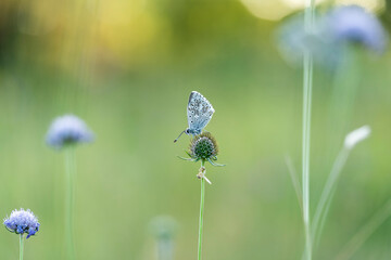 Aricia agestis, the  brown argus, is a butterfly in the family Lycaenidae, roosting on a flower in the early morning light