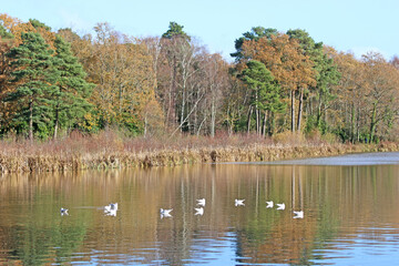 Reflections in Stover country park, Devon, in Autumn	