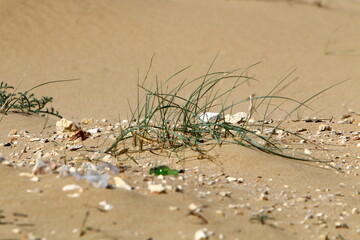 Green plants and flowers grow on the sand on the Mediterranean coast.