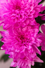 pink chrysanthemum flower. Beautiful blooming flowers. copy space