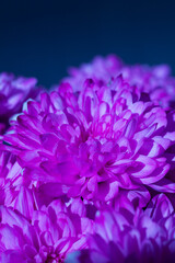 close up of purple chrysanthemum flower. Bright background. copy space