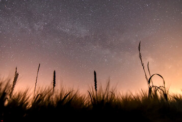 milky way in the field with barley in the foreground. Light pollution ruins the night sky.