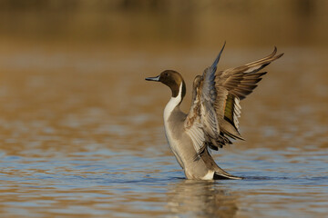 Northern Pintail (Anas acuta), European and American duck.