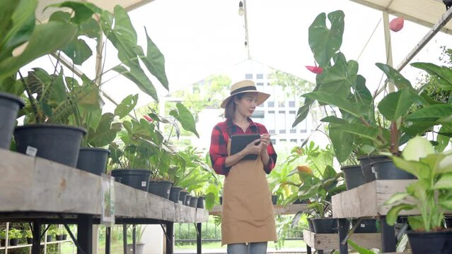 Happy beautiful gardener asian woman wearing hat and brown apron she checking plant with tablet and smiling because her cultivation was successful in the green house. 4k resolution.