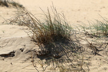 Green plants and flowers grow on the sand on the Mediterranean coast.