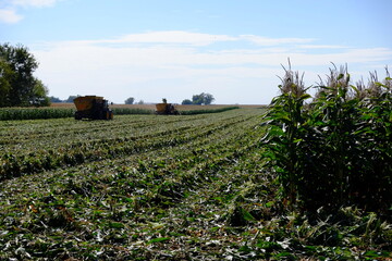 field of corn during harvest