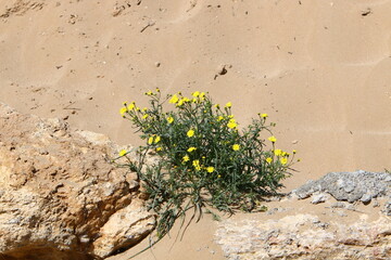 Green plants and flowers grow on the sand on the Mediterranean coast.