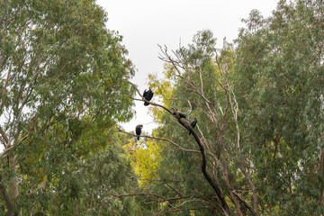 Cormorants sit on the top of a eucalyptus tree that grows on the banks of the Yarkon River in Tel...