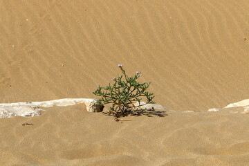 Green plants and flowers grow on the sand on the Mediterranean coast.