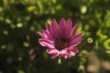 Obraz premium Beautiful pink flower fully opened against the background of green grass
