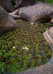 stone pathway in the garden