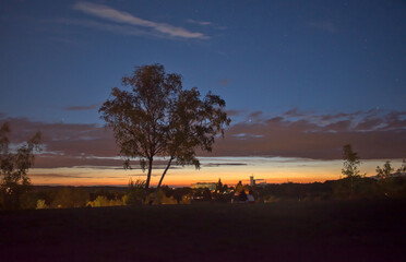 isolated single tree in the dawn in summer 