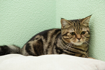 striped cat lies on a pillow