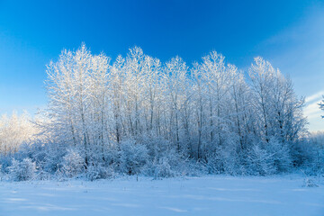 The snowy trees in the grove after snowfall in the forest. The forest at the shadow of sun and blue sky at background. Clear blue sky on a frosty day.