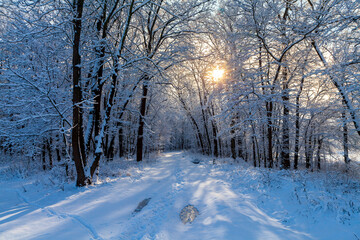 Alley between rows of trees on a sunny winter day, oaks after a snowfall, shadows of trees on the snow. The sun's rays gleam through the trees.