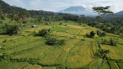 Bali, Indonesia - November 13, 2022: The Bali Terrace Rice Fields