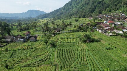 Bali, Indonesia - November 13, 2022: The Bali Terrace Rice Fields