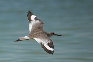 Shorebird in Flight