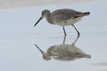 Sandpiper on the ocean shore