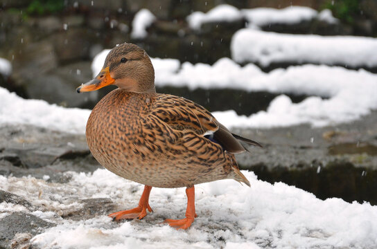 Wild duck mallard female stands on the snowy rocks near the park pond in winter day. Close up photo.