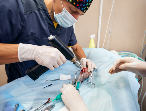 veterinary medical team performing an operation. spaying and neutering surgery of a domestic animal at the veterinary clinic