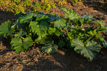 Zucchini plants in vegetables garden