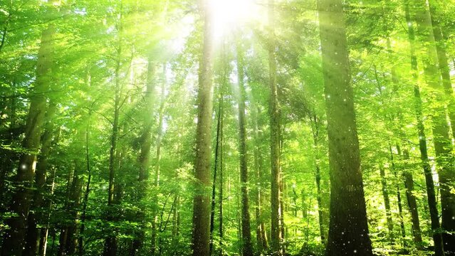 Sunny green forest with sun rays and glow fireflies animation.