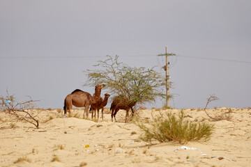 Camels in the desert eating leaves from the tree. Wild animals in their natural habitat. Wilderness...
