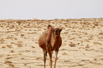 Lonely camel in the desert. Wild animals in their natural habitat. Wilderness and arid landscapes. Travel and tourism destination in the desert. Safari in africa. 