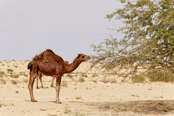 Camel in the desert eating leaves from the tree. Wild animals in their natural habitat. Wilderness...