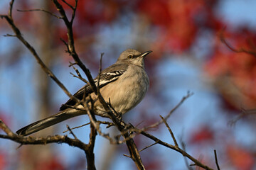 Northern mockingbird in fall foliage.