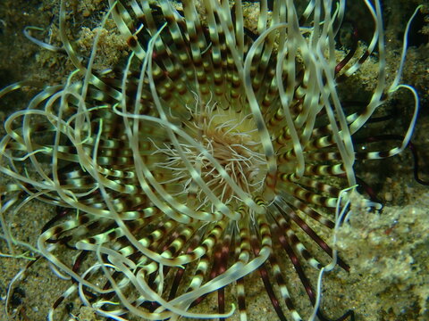 Cylinder anemone or coloured tube anemone (Cerianthus membranaceus) close-up undersea, Aegean Sea, Greece, Halkidiki
