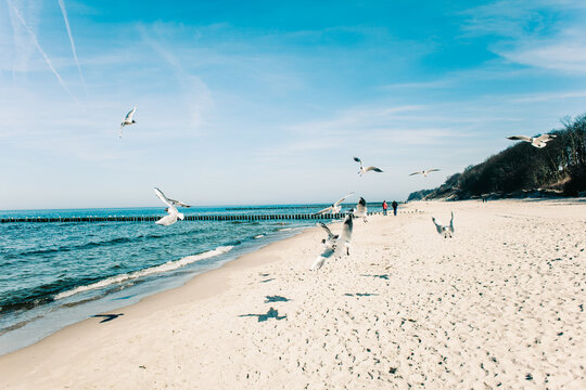 Rybitwy rzeczne na plaży w nadmorskiej miejscowości Rewal w wojew&oacute;dztwie Zachodniopomorskim. 