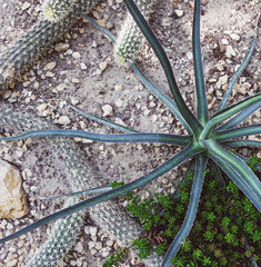 Piante del deserto. Agave e cactus e fiori che emergono dal terreno con ghiaia e sassi.