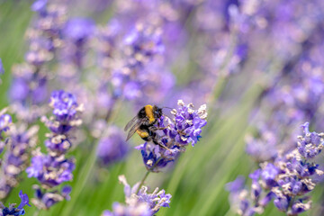 Drone, male honey bee, on a lavender flower