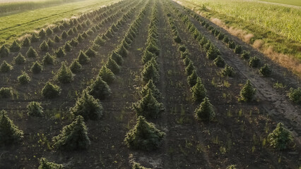 Fototapeta premium Aerial view of large cannabis medical marijuana hemp fields at sunset