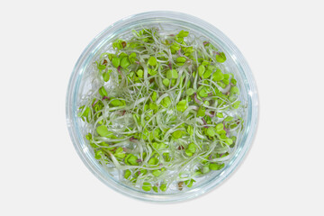 Laboratory glassware with plant sprouts. On a light background. Greens, sprouts, research, bio engineering, study, cultivation.