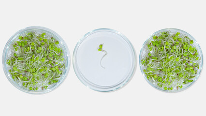 Laboratory glassware with plant sprouts. On a light background. Greens, sprouts, research, bio engineering, study, cultivation.