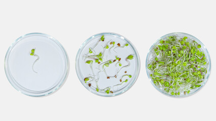 Laboratory glassware with plant sprouts. On a light background. Greens, sprouts, research, bio...