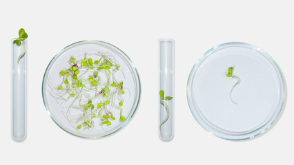 Laboratory glassware with plant sprouts. On a light background. Greens, sprouts, research, bio engineering, study, cultivation.