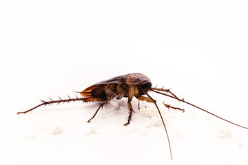 cockroach on isolated white background, American cockroach, red, macro photo