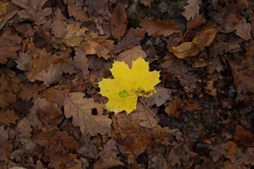 Yellow leaf on a pile of orange leaves - concept of standing out from the crowd