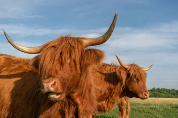 Stickers meubles Highlander écossais highland cow with horns