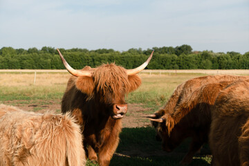 highland cow grazing in field