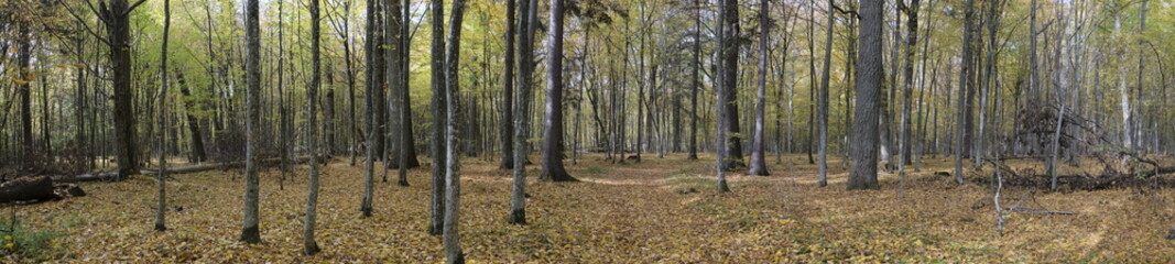 Natural deciduous autumnal forest panorama