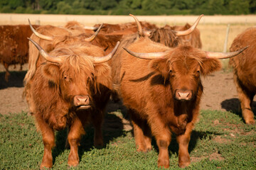 Highland cattles in the field