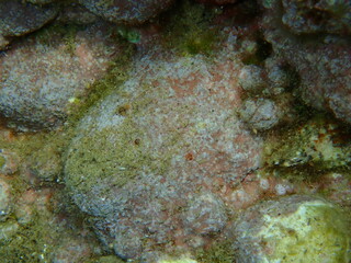 Orange-red boring sponge (Cliona carteri) and encrusting coralline alga (Lithophyllum incrustans) undersea, Aegean Sea, Greece, Halkidiki