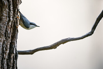 Single Eurasian Nuthatch bird (Sitta europaea)